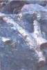 16_carbonifero