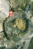 21 carbonifero