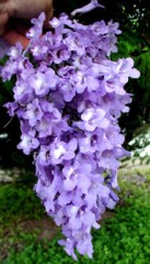 Jacaranda1