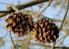 Pinus2