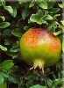 Punica_granatum