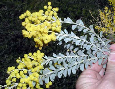 acacia-gnosisonline