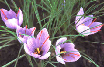 acafrao_2