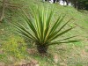 agave-americana-marginata-pita-gnosisonline
