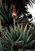 aloe_socotrina