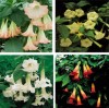 brugmansia