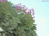 canela_2