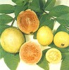 goiaba
