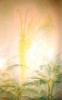 lord_tree_ferns