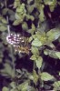 mentha_piperita