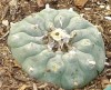 peyote