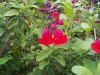 salvia