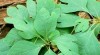 sassafras
