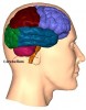 cerebelo-gnosisonline