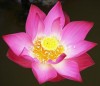 lotus-pranayama-gnosisonline