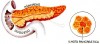 pancreas-gnosisonline
