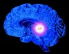 pineal_glandula