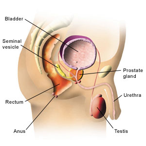 prostata