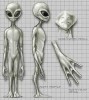 zeta-reticulli-greys-gnosisonline