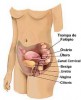 utero-gnosisonline