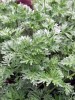 artemisia-vulgaria-gnosisonline