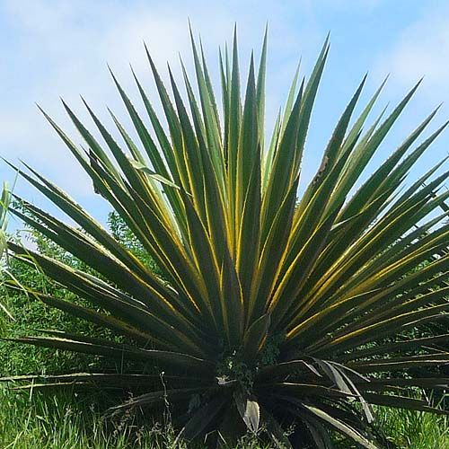 libib-lenoninas-lenonon-agave-pita-gnosisonline