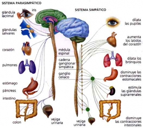 O Centro Instintivo rege os Sistemas Simpático e Parassimpático