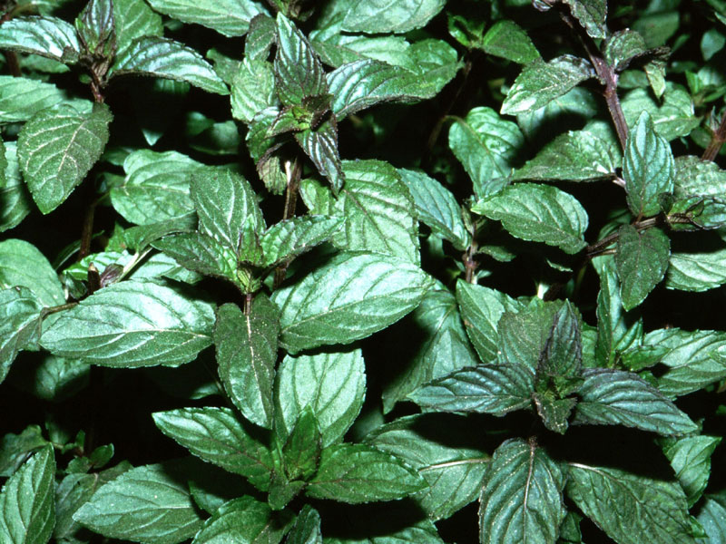 Se usarmos o chá de Mentha piperita e vocalizarmos o seu mantra (RAOM-GAOM) e em seguida entrarmos em meditação, as lembranças de vidas passadas vão se aflorar com toda certeza