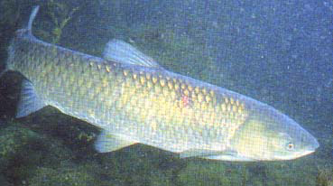 carpa