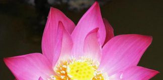 Respiração curadora