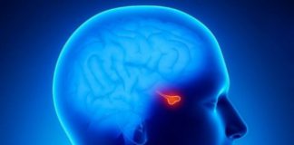 Endocrinologia – Pituitária