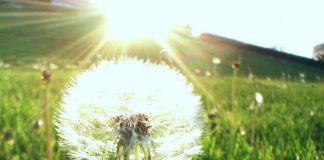 Magia do dente-de-leão