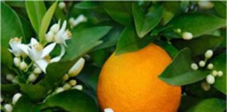 Magia das laranjeiras