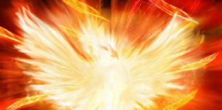 A Ave Fênix – Mito e simbologia