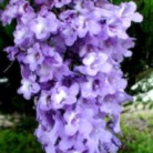 Magia do jacarandá-mimoso ou gualandai