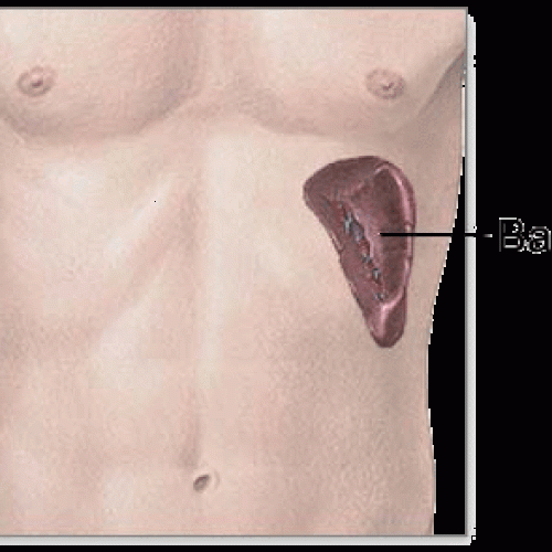 Endocrinologia – Baço