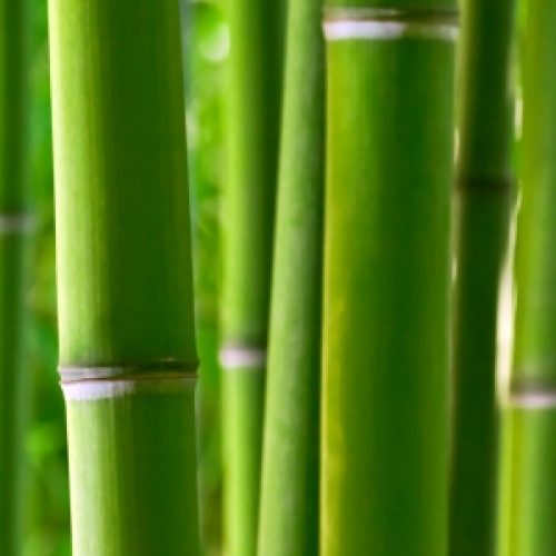 Magia da cana-de-bambu