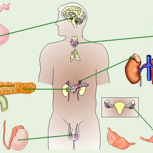 Endocrinologia, saúde e paranormalidade
