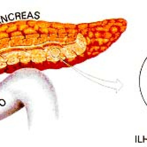 Endocrinologia – Pâncreas