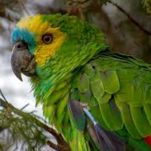 Simbologia gnóstica dos animais