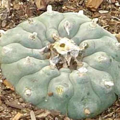 O elemental do peiote