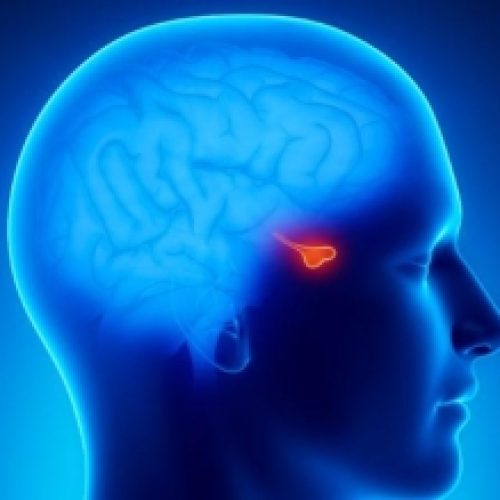 Endocrinologia – Pituitária