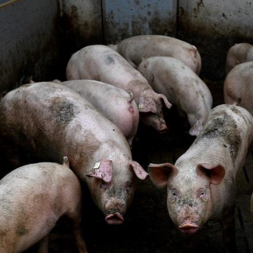 Animais involutivos