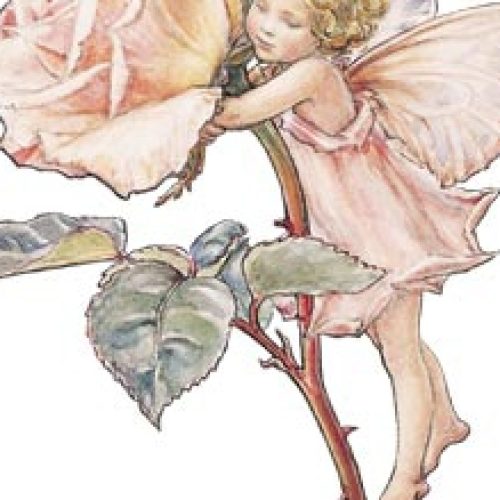 Magia das rosas