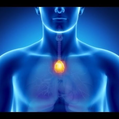 Endocrinologia – Timo