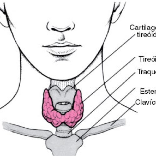 Endocrinologia – Tiroide e paratiroides