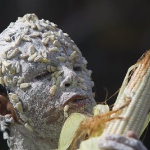 Absoizomosa, ou a catástrofe dos transgênicos